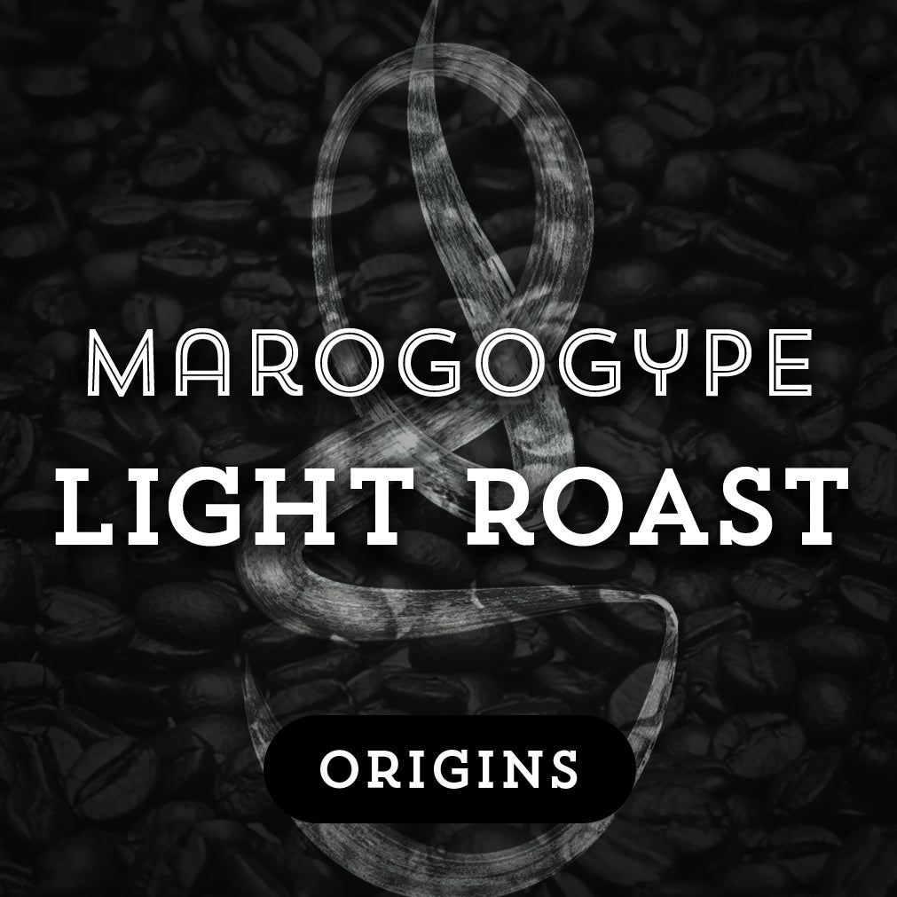Marogogype Light Roast - Premium Coffee from $20. Shop now at Grind Roast Masters
